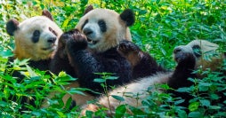 Modern Shanghai & Chengdu’s Giant Pandas