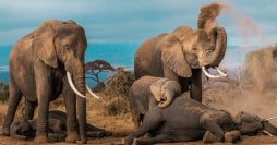 Savannahs, safaris & Maasai Mara