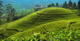 Golden Sri Lanka: Journey of Wonders