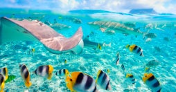 Nippon & Maldives Escape