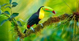Natural parks of the Caribbean & Pacific