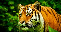 Amazing Tiger Safari & Classic Taj Mahal