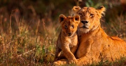 Luxury Safari & All-Inclusive Zanzibar