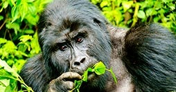 Land of the Primates