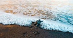 Costa Rica 360º: nature & adventure
