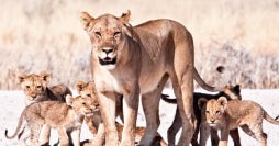 Safari, Sand Dunes & Naukluft Mountains